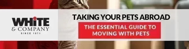 Taking Your Pets Abroad The Essential Guide To Moving With Pets