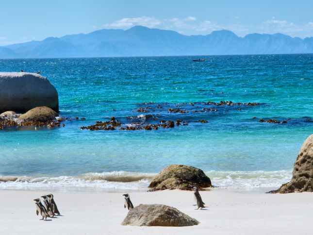 Penguins on beach in South Africa